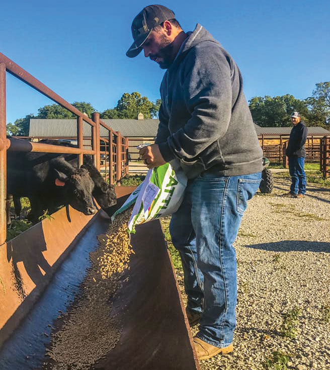 Feeding cows